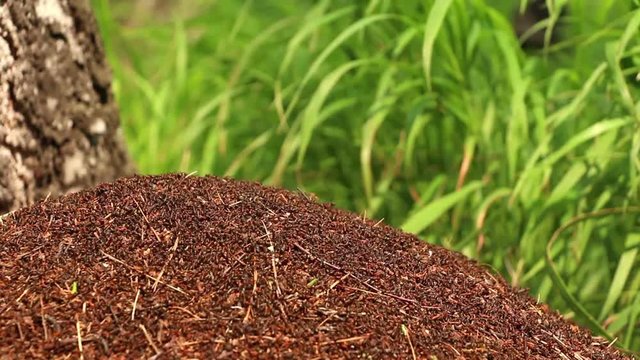 Great number of ants Formica rufa  scurry on top of anthill in birch forest on the green grass background. Lockdown. Closeup. 