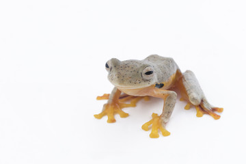 Twin-spotted Treefrog (Rhacophorus bipunctatus)  on a white background