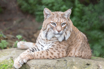 Naklejka na ściany i meble Bobcat (Lynx rufus californicus) resting on a rock and posing. Santa Clara County, California, USA.