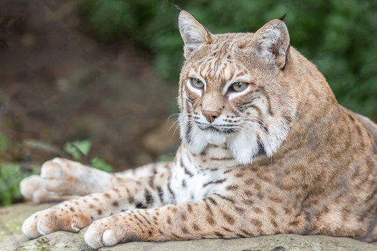 Bobcat (Lynx rufus californicus) resting on a rock and posing. Santa Clara County, California, USA.