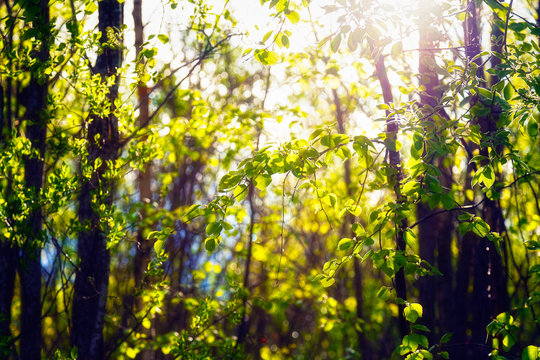 Green forest in the sunlight
