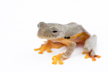 Twin-spotted Treefrog (Rhacophorus bipunctatus)  on a white background