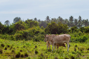 Cow and calve grazing on a green meadow in sunny day. Farm animals.