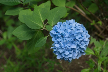 Hydrangea garden　アジサイ園１５