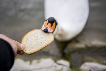 Łabędzie jedzący kromkę chleba z ręki 