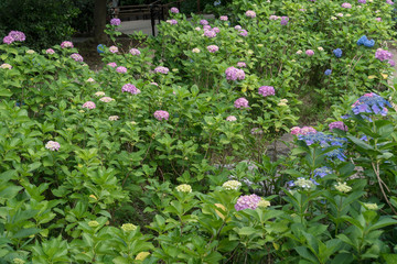 Hydrangea garden　アジサイ園１４