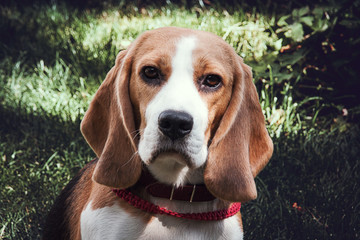 Beagle puppy lying on the wood