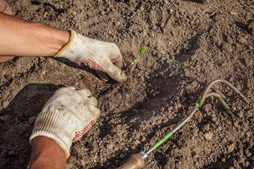 Erdbeeren Keimling wird eingepflanzt
