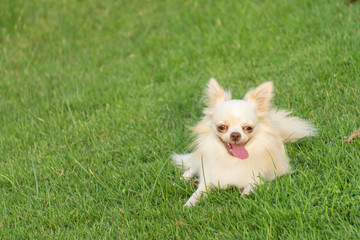 Dog is resting after playing.