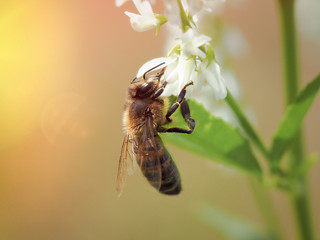 Bee on the flowers of Melilotus. Macro