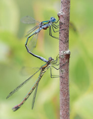 The pairing of blue dragonflies. Macro photography in nature