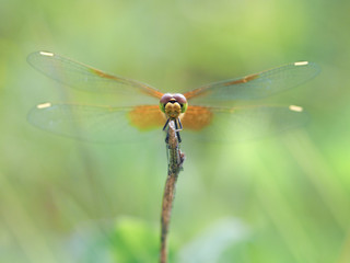 Portrait of Dragonfly With Wings Extending to Sides