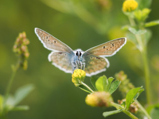 Butterfly on a flower. Portrait of an insect. Macro.