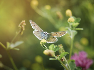 Butterfly on a flower. Portrait of an insect. Macro.