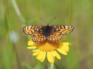 Butterfly on a flower. Portrait of an insect. Macro.