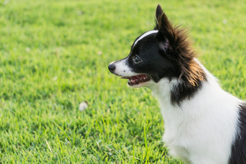 Dog is looking at something.