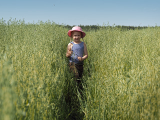 Little girl walking in the field. Tall spikelets of oats. Heat, summer