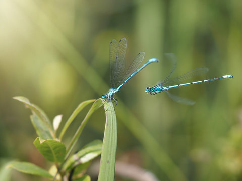Blue dragonflies in the grass. Macro photography in nature