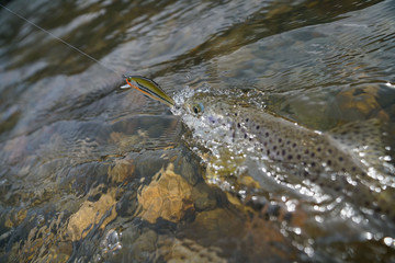 Brown trout catch with swimmer