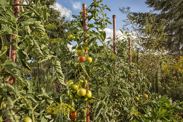 Tomatenpflanzen im eigenen Garten