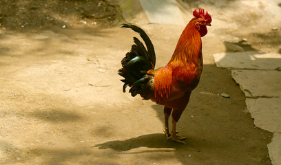 Portrait of red rooster,Chicken closeup