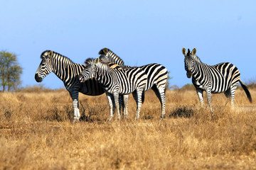 Fototapeta na wymiar Animal zebra in the wild, landscape.
