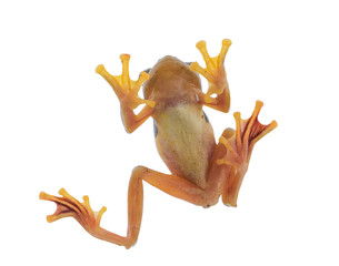 Naklejka premium Twin-spotted Treefrog (Rhacophorus bipunctatus) on a white background