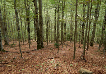 Paisaje desde la ruta de Ordesa y Monte Perdido en Huesca