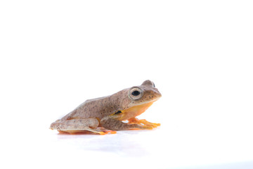 Twin-spotted Treefrog (Rhacophorus bipunctatus)  on a white background