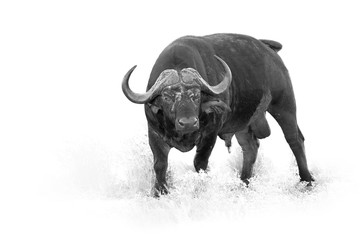 African buffalo, Syncerus caffer, dangerous male isolated on white background with touch of environment, artistic black and white photo. Leopard Mountains, Hluhluwe, KwaZulu-Natal, South Africa. 