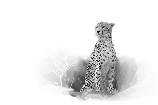 Cheetah, Acinonyx jubatus, isolated on white background with touch of envrinoment, artistic black and white photo. Leopard Mountains, Hluhluwe, KwaZulu-Natal, South Africa. 