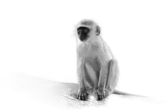 Artistic photo of african Vervet monkey, Chlorocebus pygerythrus sitting on trunk, isolated on white background with a touch of environment, black and white photography. Kruger park, South Africa.