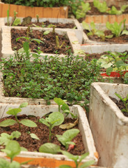 Early seedlings grown from seeds in boxes at home