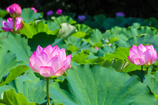 Fototapeta The Lotus Flower.Background is the lotus leaf and lotus flower and tree.Shooting location is  Yokohama, Kanagawa Prefecture Japan.