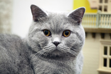 Portrait British folding shorthair cat