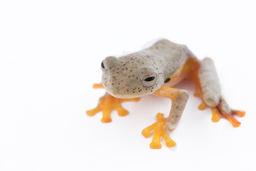 Twin-spotted Treefrog (Rhacophorus bipunctatus)  on a white background