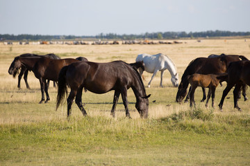 Fototapeta na wymiar wild horses 