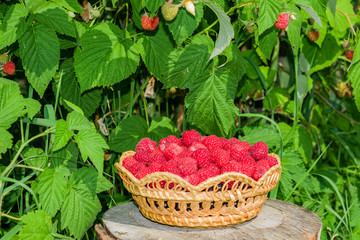 Ripe red berry raspberries in a wicker plate on a background of raspberry bushes