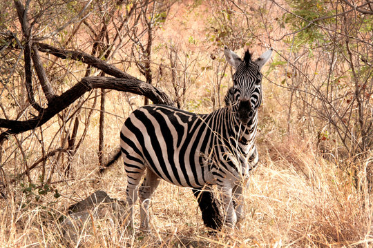 Animal zebra in the wild, landscape. 