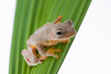 Twin-spotted Treefrog (Rhacophorus bipunctatus)  on a white background