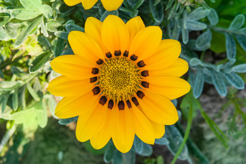 Summer landscape. Yellow flower gazania , closeup, macro against ground and grass