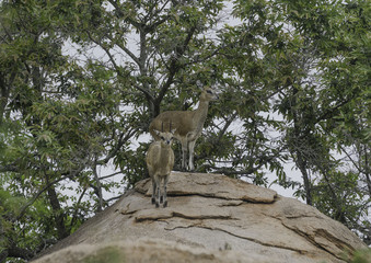 Klipp Springer small antelope that lives on rocky terrain 