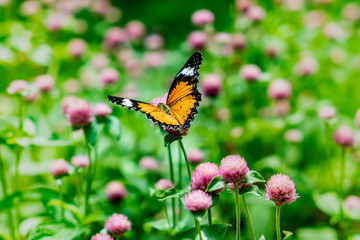 Fototapeta na wymiar Butterfly on flowers