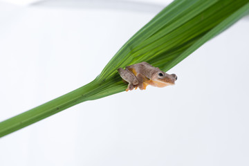 Twin-spotted Treefrog (Rhacophorus bipunctatus)  on a white background