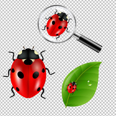 Ladybugs Set
