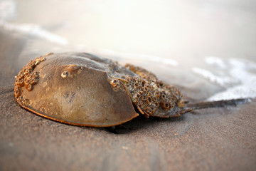 Horseshoe crab on the beach