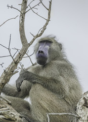 Baboon look out. The males sit in different elevated points to keep the troupe safe