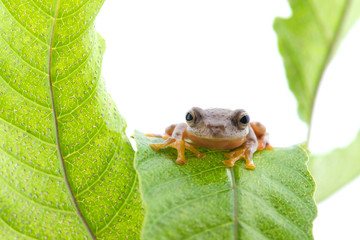Twin-spotted Treefrog (Rhacophorus bipunctatus)  on a white background