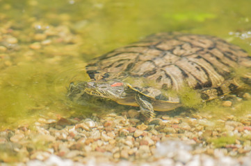 Red eared slider turtle (Trachemys scripta elegans) under the water