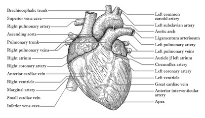 Anatomical Human heart hand drawn sketch with inscription of names of vein arteria, aorta. Medicine, Vector illustration poster. Anatomical high detailed tattoo art. Medical study info graphics banner